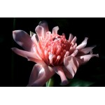 Etlingera eliator Porcelain - MC - 302